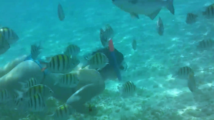 Snorkel con peces en Isla mujeres
